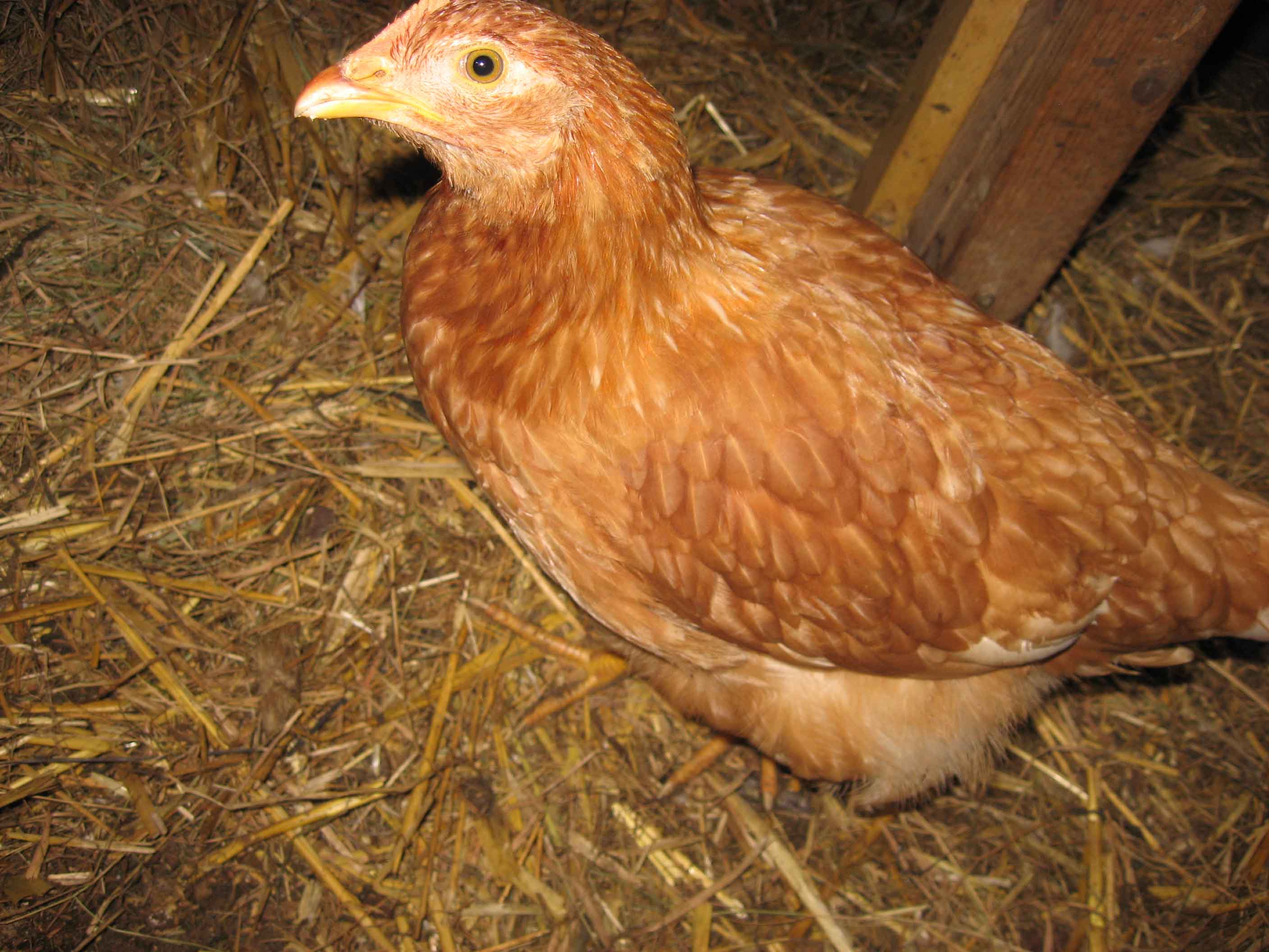 Huhn, in braun 01