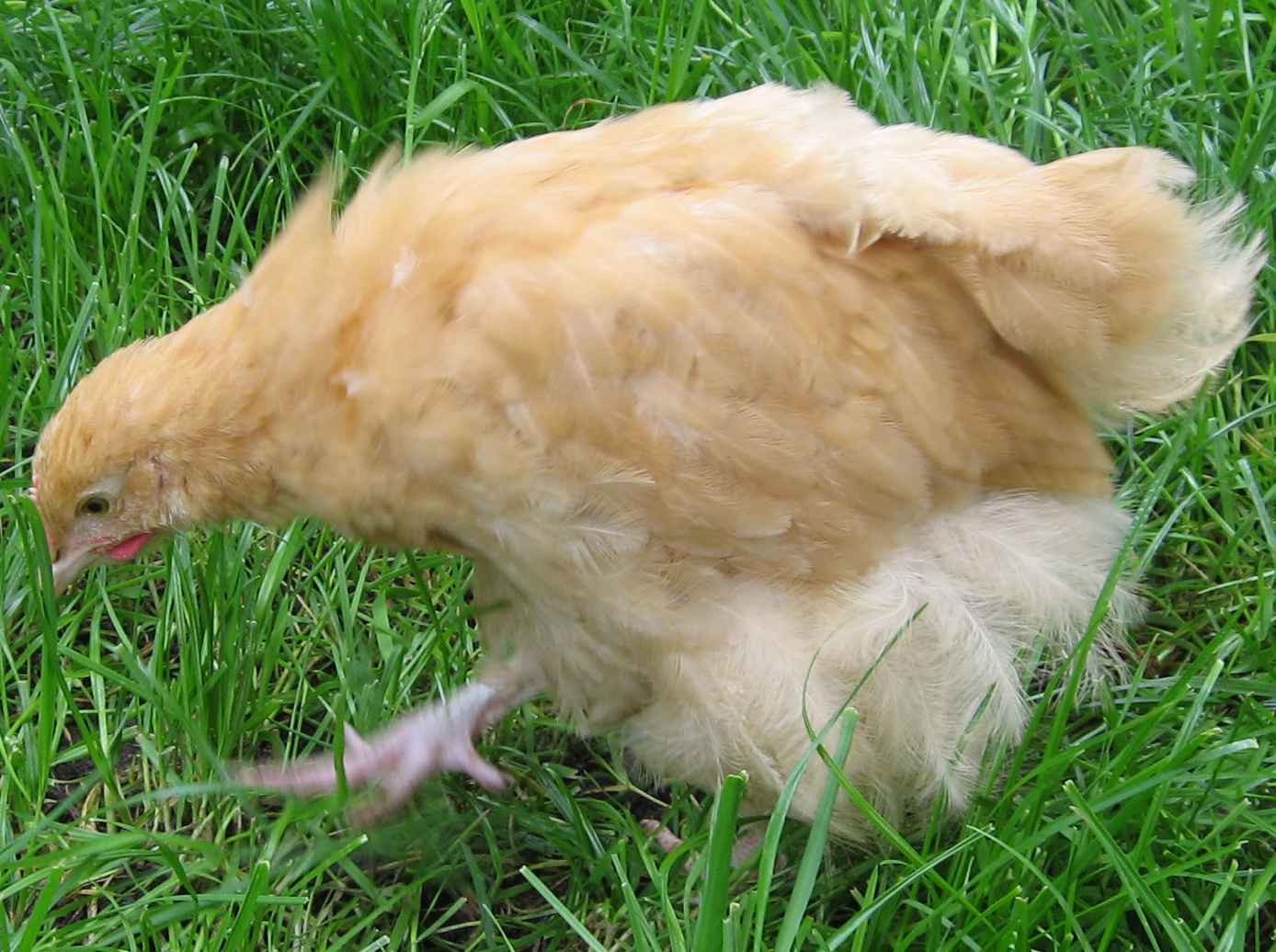 Orpington - Hühner 27 gelb (Mai 2009)