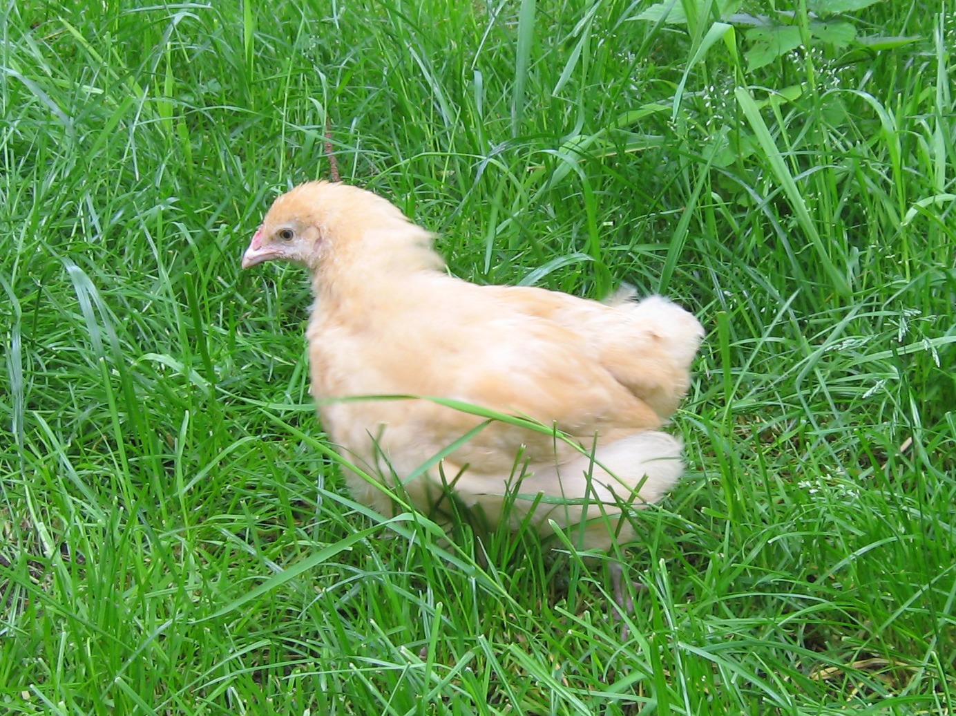 Orpington - Hühner 29 gelb (Mai 2009)