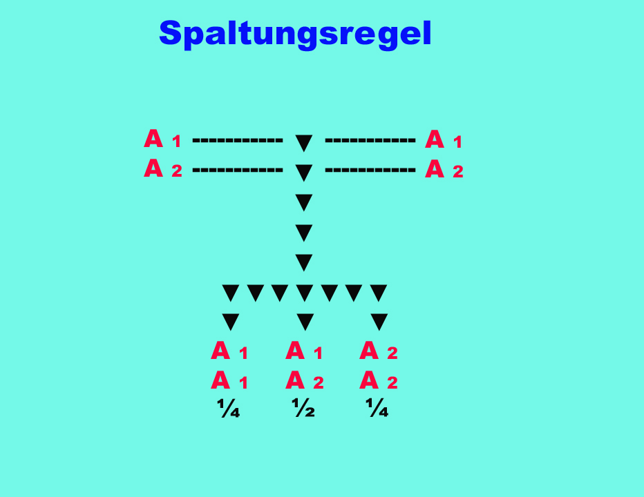 Spaltungsregel  -Grafik  -Vererbungsregel-