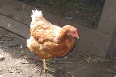 HUHN 001