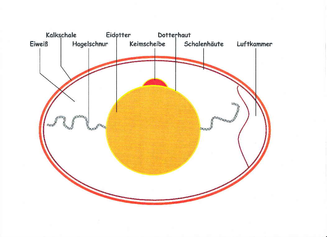 Hühnerei 001 (Zeichnung)