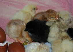 Marans 005 ( im Dezember 2009)